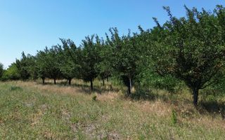 Teren cu livadă – 9.000 mp –la 400 m de ieșirea din Chișinau Cris - Poză 10