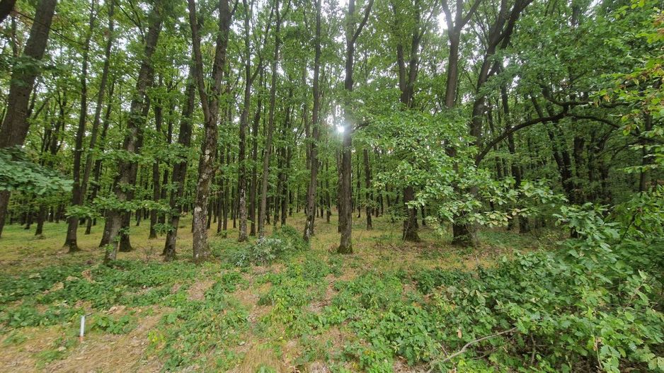 AZURA Imobiliare - Vanzare teren Hintesti, langa padure, 300m din DN - Poză 8