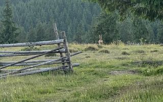 50 hectare teren | Moldova-Sulita | Potential turistic si agricol - Poză 15