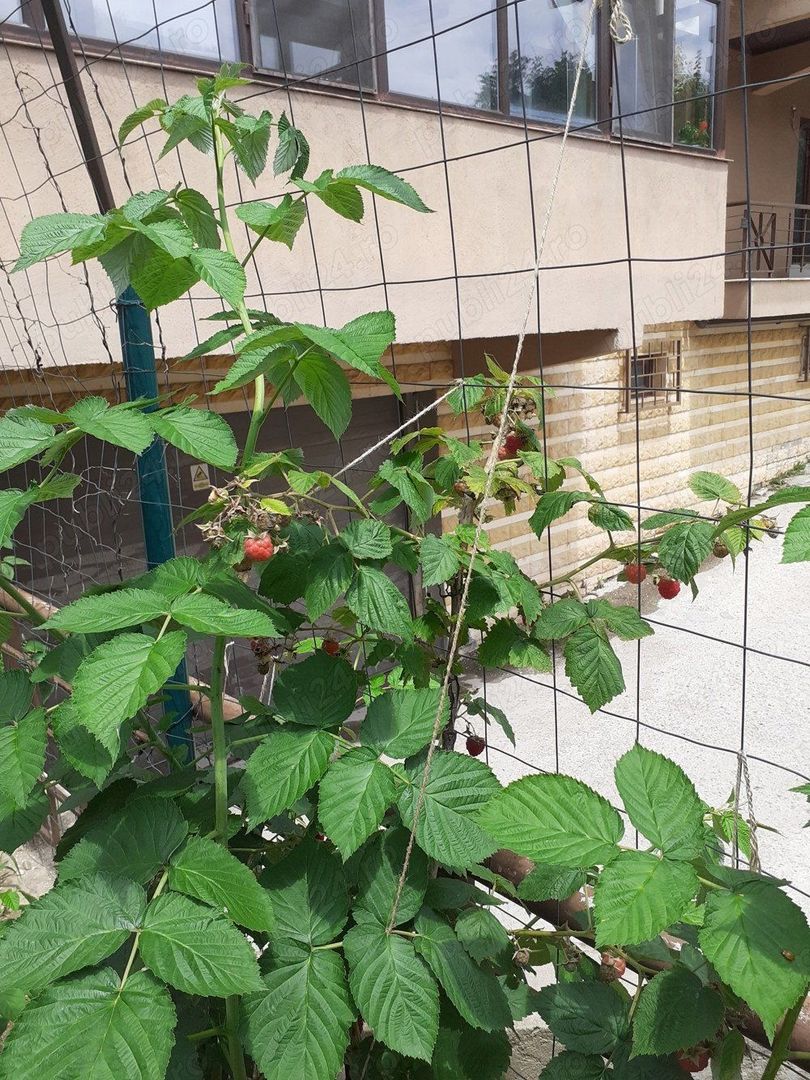 Apartament de vanzare | 2 camere | Sisesti - Poză 7