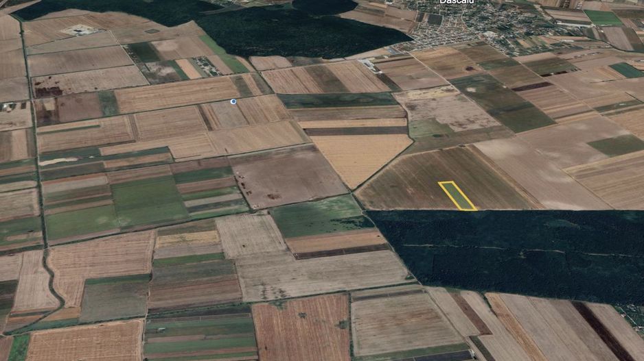 Teren mare Dascalu / Ilfov – lângă A0, deschidere la pădure - Poză 1