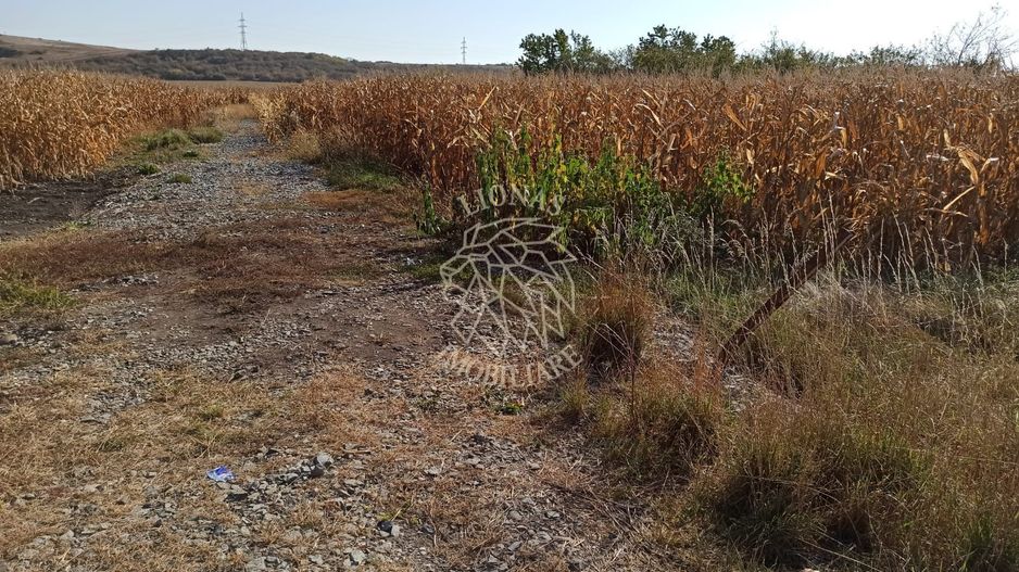 Teren 4606 mp-ideal investitie-Sarata - Poză 4