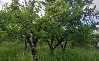 Teren intravilan 1172 mp | Cisnădioara | front stradal 15 m - Poză 1