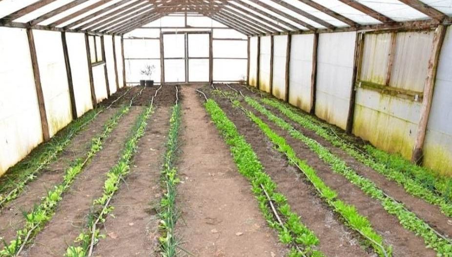 Vanzare ferma agricola Negru Voda - Constanta cu 240 hectare teren si utilaje - Poză 22