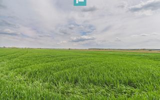 Teren extravilan 19.900 mp – Giroc centură - Poză 1