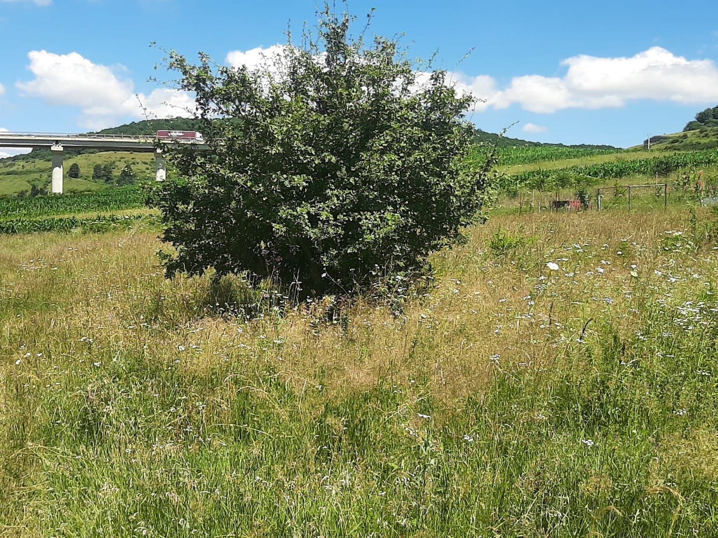 Teren de vanzare in Martinesti - Poză 2
