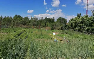 Casa individuala | Teren 868 MP | 2 bai | Pivnita | Arpasu - Poză 11