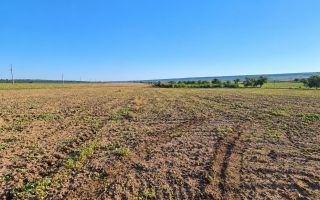 4,85 HA CU DESCHIDERE DE 300 M LA TRASEU | CRIULENI – SLOBOZIA-DUȘCA - Poză 4