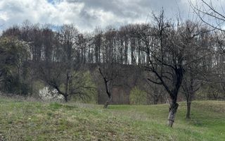 TEREN INTRAVILAN 4365 MP POENARII DE MUȘCEL  JUDEȚUL ARGES - Poză 4