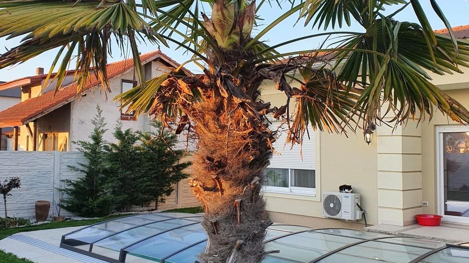 Casa individuala pe plan parter in Sanandrei - Poză 5