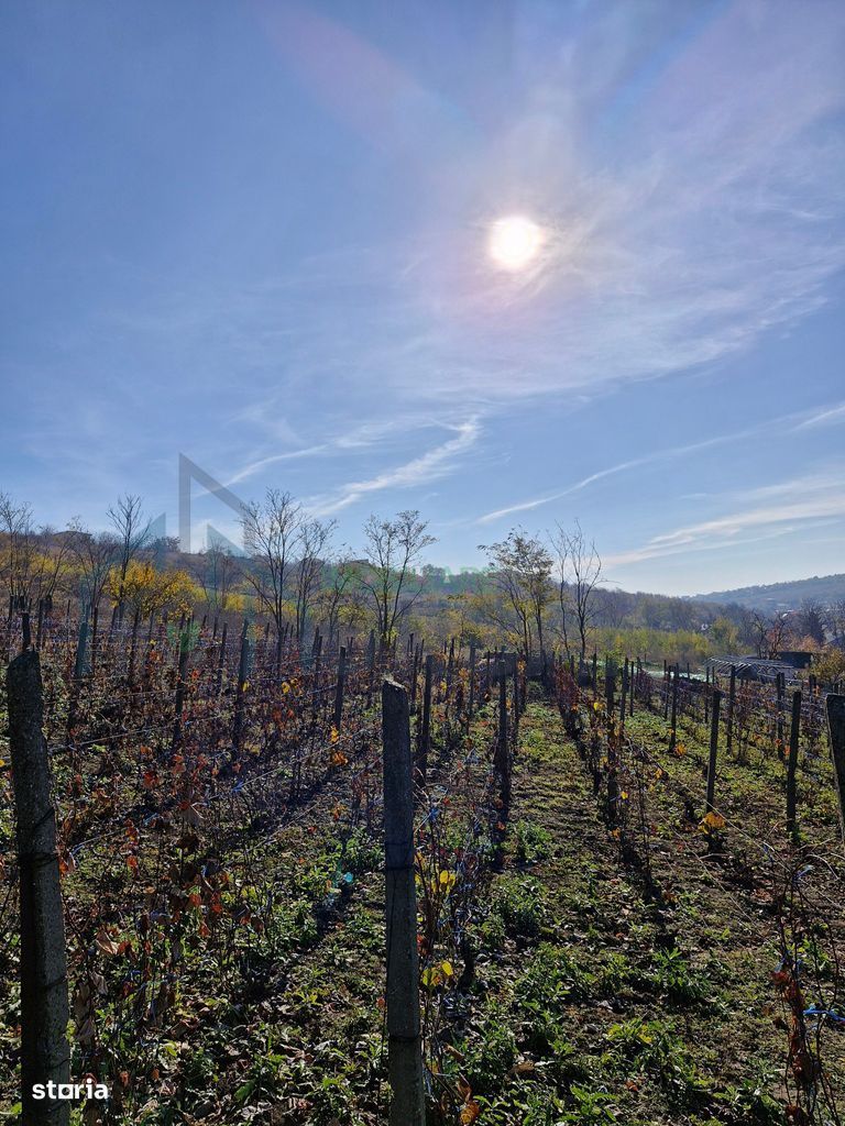 Teren intravilan 1308 mp Rediu | 9 min Copou / Pacurari - Poză 5