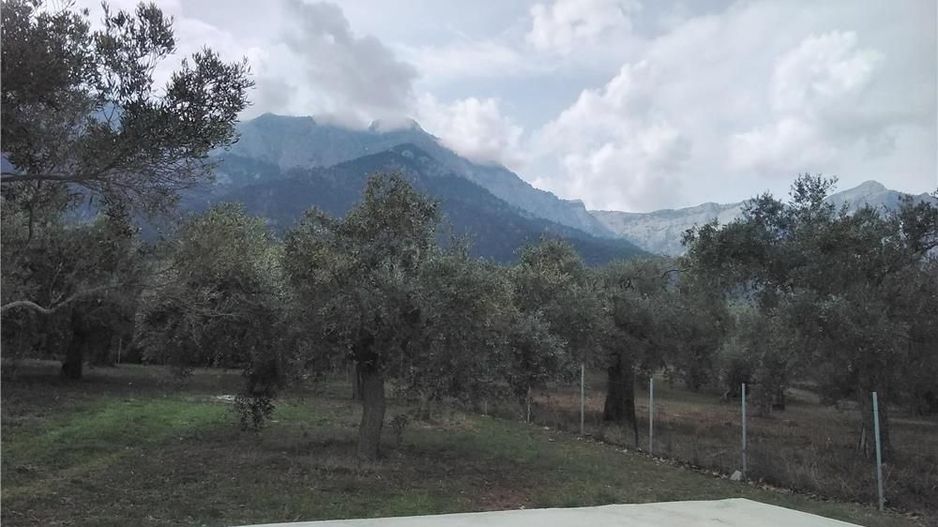 Skala Potamia Thassos-casa piatră+studio+cabană lemn,dependinte, 2500mp teren,700m până la mare.... - Poză 2