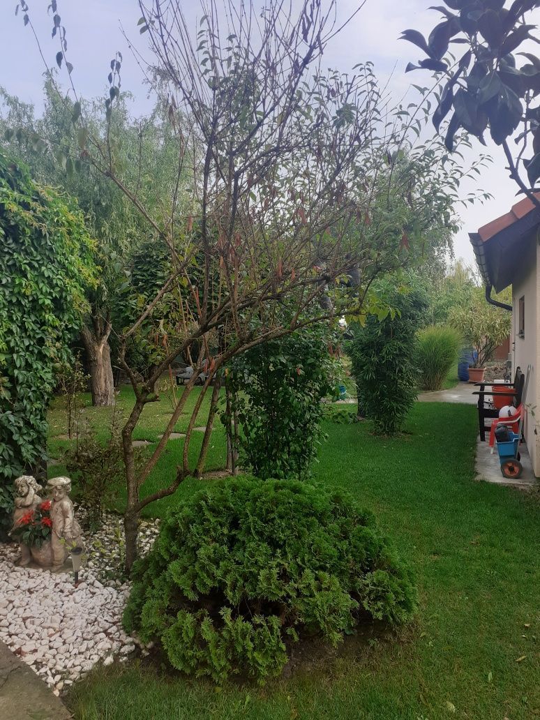 BRASADAS vinde casa cu 6 camere si teren 1200mp în Amati. - Poză 6