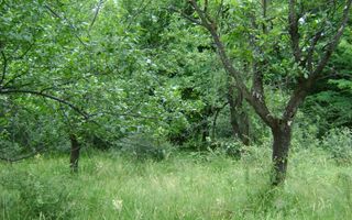 Teren de vanzare Cornu 3074 mp - Poză 9