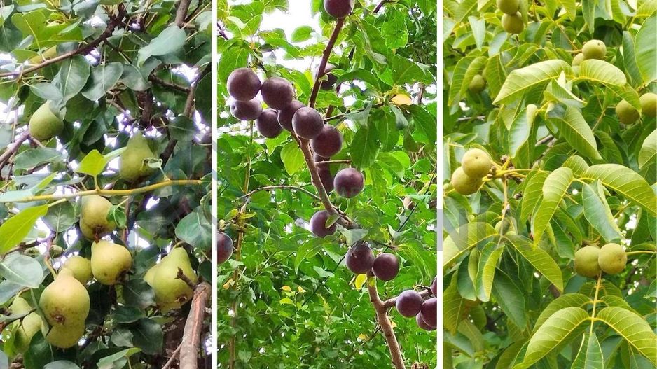 Casă de vânzare, 106 mp utili, teren 2700 mp, capăt Copou, Iași - Poză 8