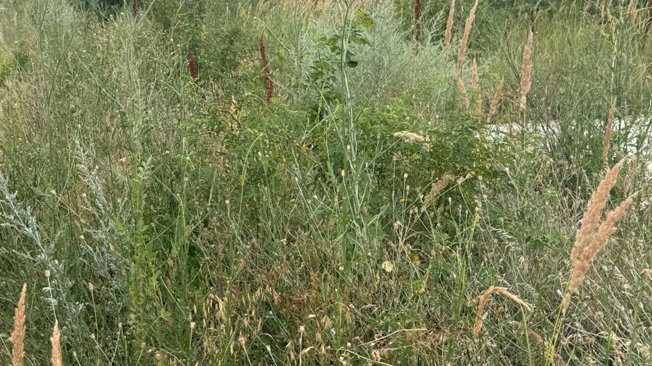 TEREN VIDRA BERCENI 307 MP - Poză 1