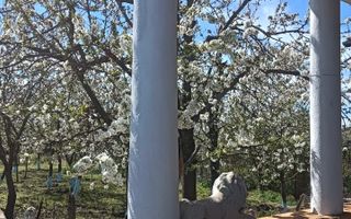 Vila 9 camere***gradina cu pomi fructiferi//1085 mp teren***Dragomiresti-Deal - Poză 1