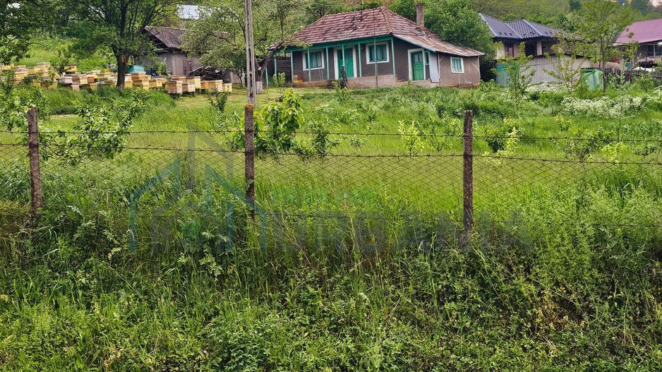 Casă de vânzare în satul Roșu, comuna Răducăneni, județul Iași – teren 5.000 mp cu livadă și vie - Poză 4
