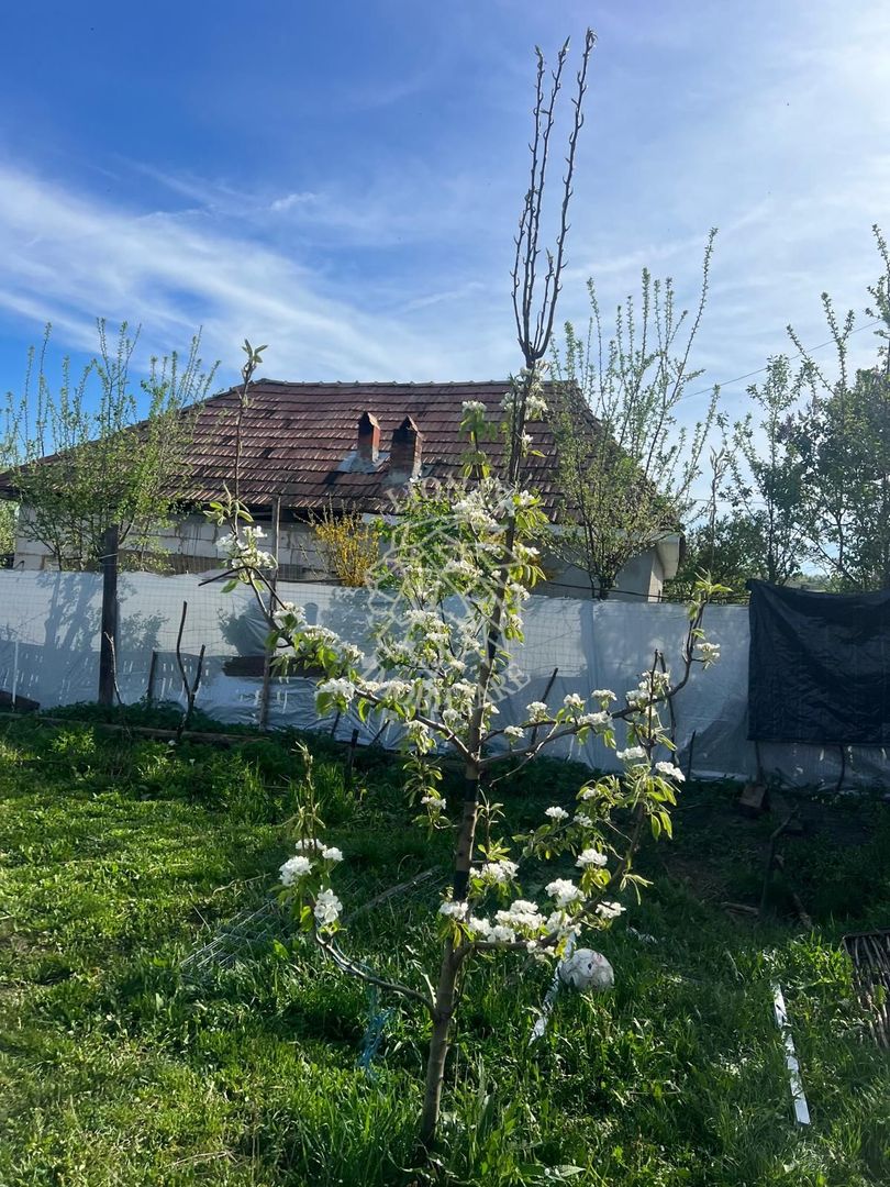 Casă ecologică 113 mp utili cu utilitati  + Teren 3100 mp, Balda, județul Mures - Poză 15