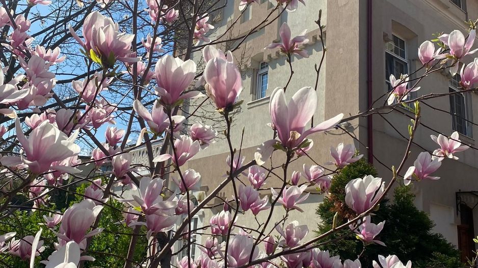 Vilă Lux în Centru Capitalei – Ideală pentru Rezidențial sau Buisness - Poză 1