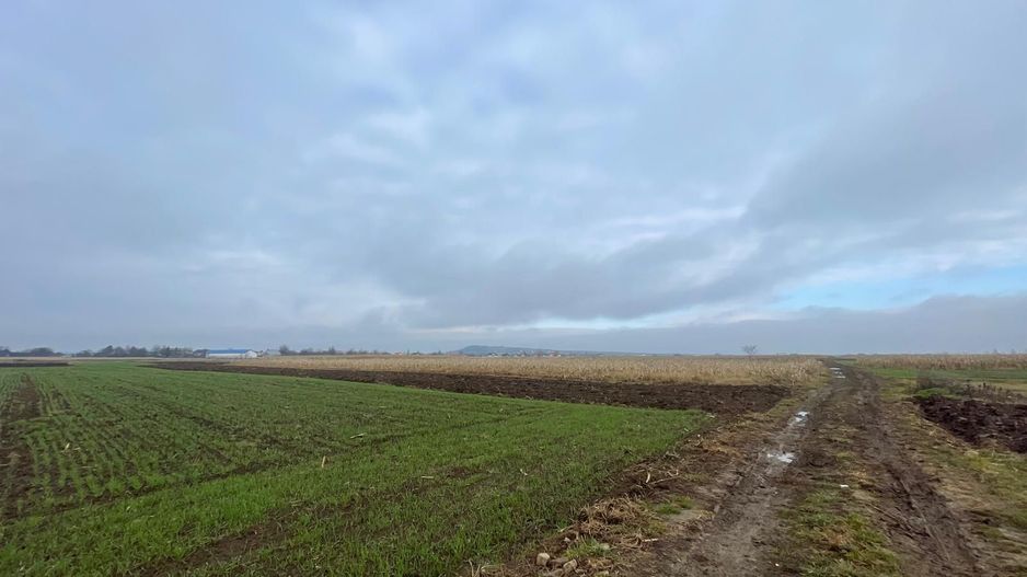 TEREN EXTRAVILAN 13 ARI | FRONT STRADAL 13 M | MARGINEA - Poză 10