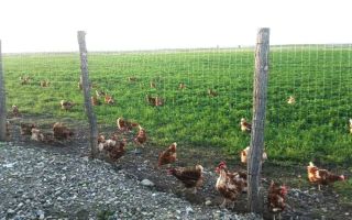 Ferma de gaini ouatoare in sistem free-range | 45.000 mp teren - Poză 6