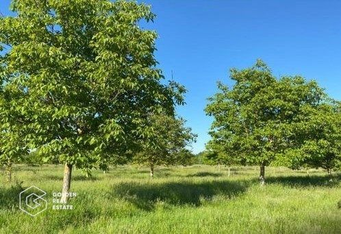 Teren extravilan Bazosul Nou, 500 000 mp - Poză 3