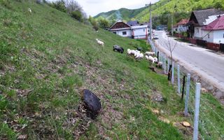 NAMAESTI - Valea Mare Pravat, 7000 mp. teren intravilan, ideal locuinta - Poză 7