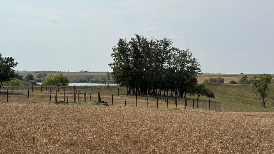 Teren intravilan Miersig, vedere la lac. 12,5 E/mp neg. Comision 0 - Poză 6
