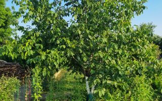 Teren 709mp utilitati asfalt Livezi, Podari, la 7,5 km de Craiova - Poză 3