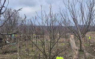 Casa cu teren 4000 mp in Bogei, Bihor - Poză 4