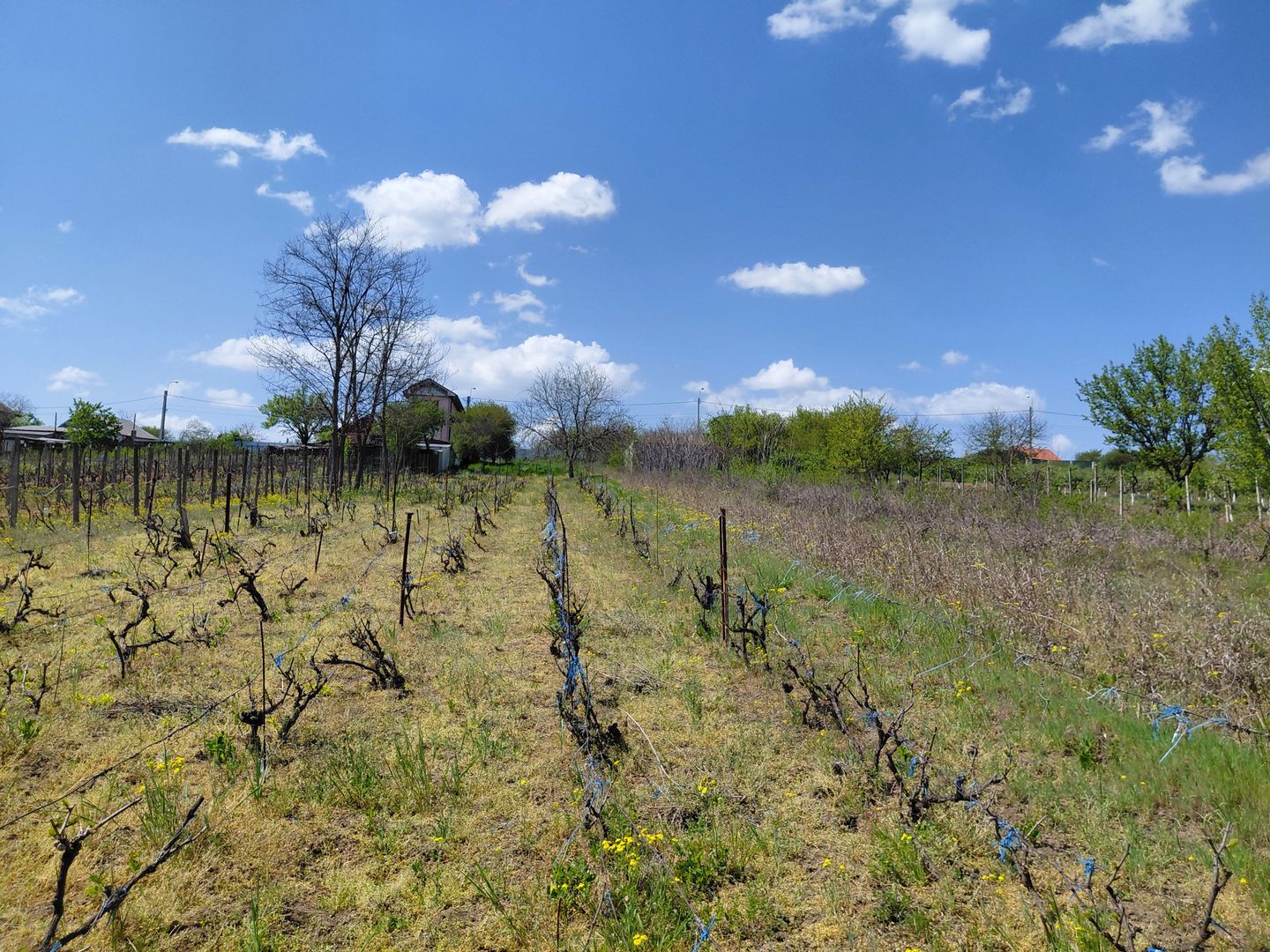 Teren intravilan 3.250 mp în Filești – Ideal pentru casă sau investiție! - Poză 7