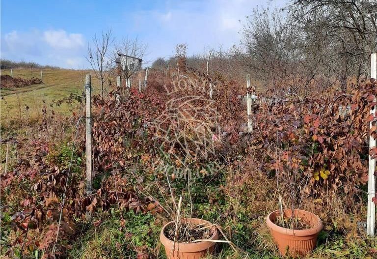 Casa Cabana de vacanta -100 MP +bucatarie vara- 2000 mp teren Dumitra - Poză 3