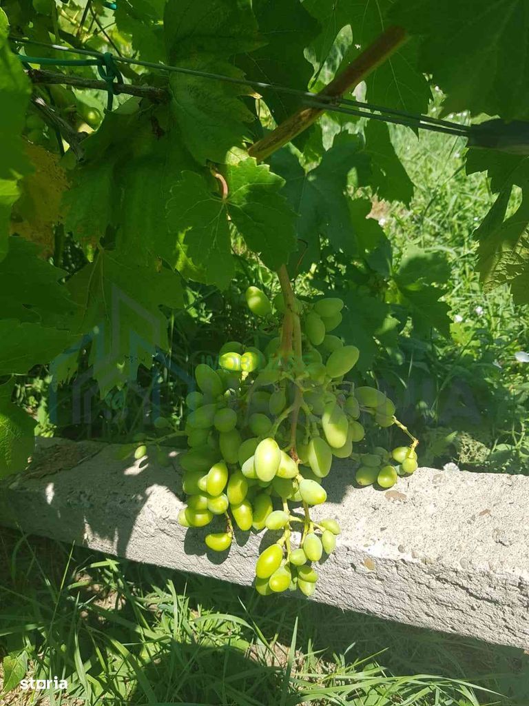 Teren intravilan de vânzare - 6200mp, pădure în apropiere - Poză 16