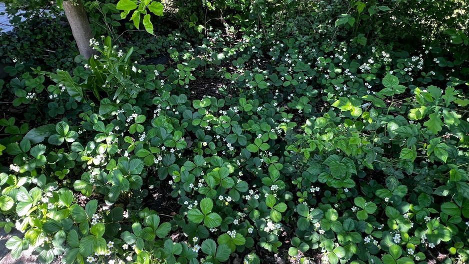 Ocazie unică! Casă de vânzare în stațiunea Covasna! - Poză 28