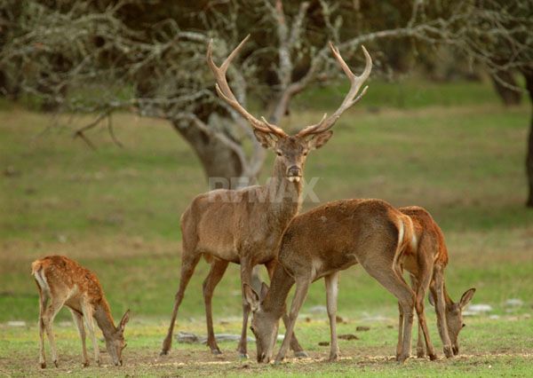 Casă cu priveliște spre pădure și 25,7 ari de teren – Hîrbovăț, r. Anenii Noi - Poză 20