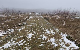 TEREN INTRAVILAN DE VANZARE PALEU - Poză 9