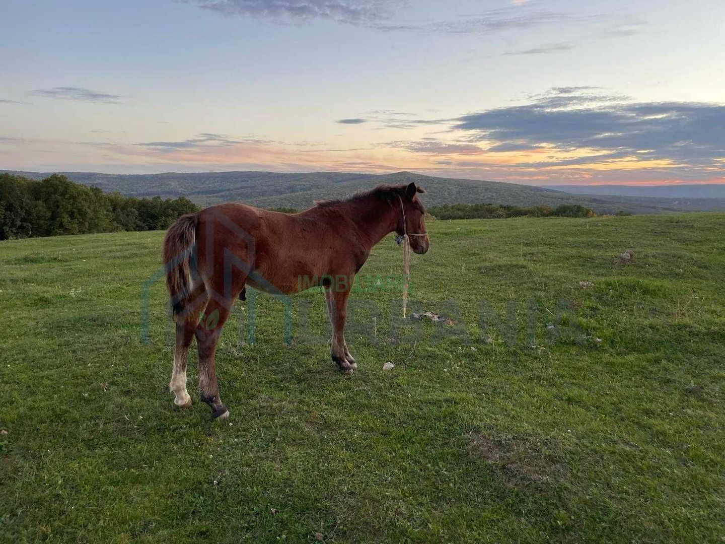 Teren Pietrarie, langa padure, vedere minunata, 1100 mp - Poză 2