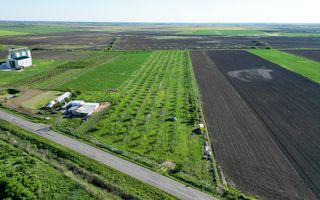 Livadă de nuci și pruni 2.4ha în Variașul Mare - Poză 13