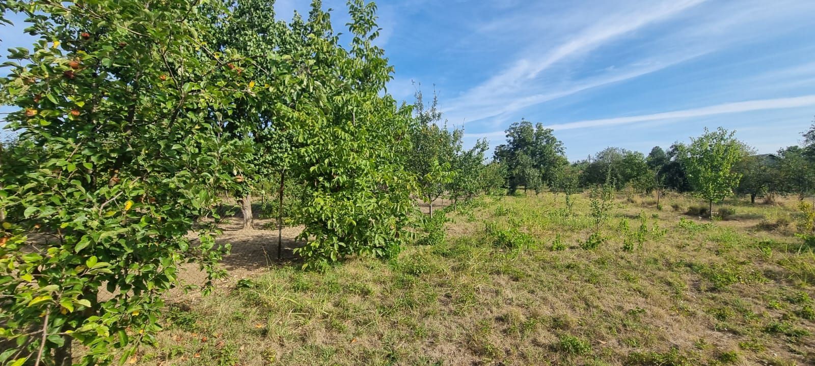 Teren 2000 mp de vânzare – Comana, deschidere la lac, aproape de Parcu - Poză 9