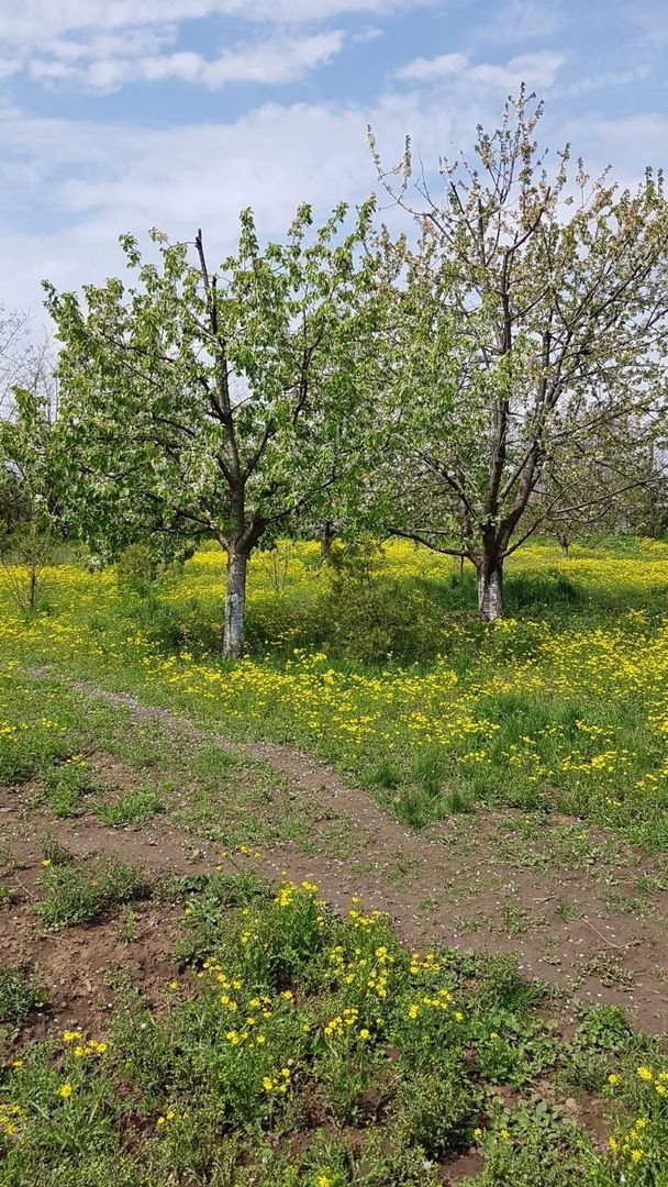 Teren 2.600 mp, utilități, Str. Merișor – Giurgiu - Poză 8