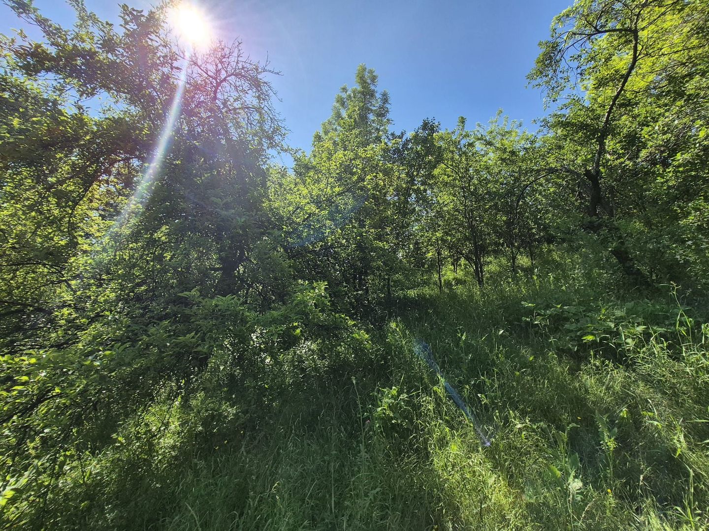 Teren intravilan 1290 mp Plaiu-Provita de Sus - Poză 9