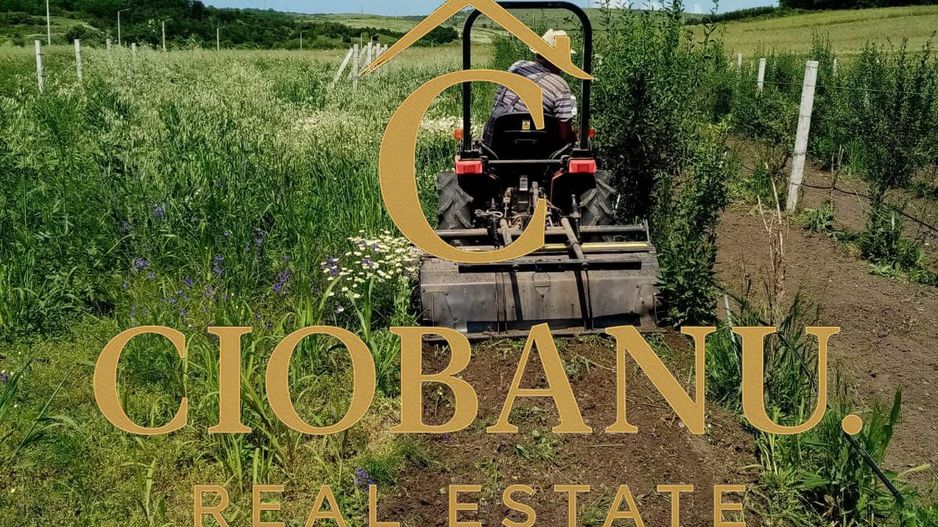 Teren intravilan cu PLANTATIE DE GOJII de vanzare in Racari - Poză 22