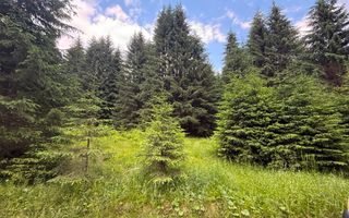 Teren intravilan de vânzare-COMANDAU /COVASNA-2500mp - Poză 4