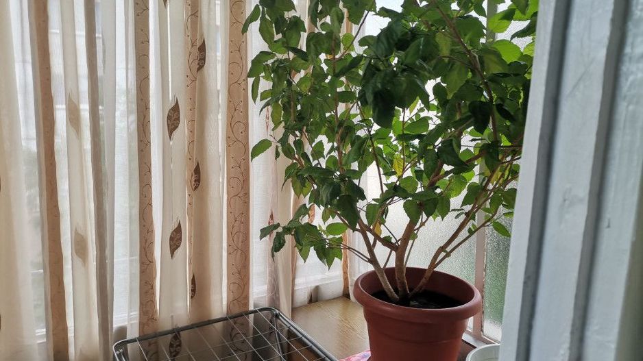 Vanzare apartament 2 camere, Banat - Poză 7