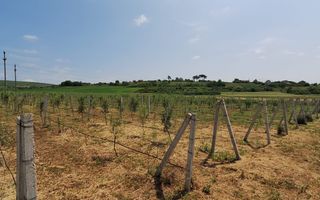 Teren intravilan cu PLANTATIE DE GOJII de vanzare in Racari - Poză 6