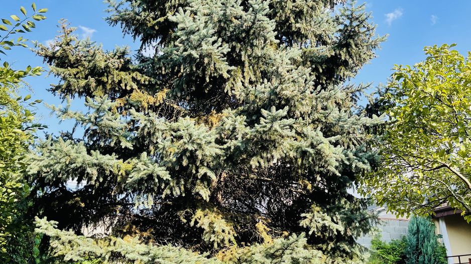 Casa individuala cu 4 dormitoare, 184 mp | Garaj & Gradina | Fropin - Poză 47