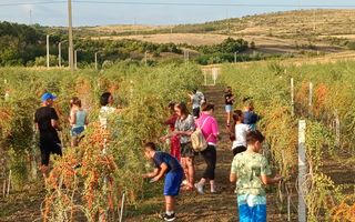 Teren intravilan cu PLANTATIE DE GOJII de vanzare in Racari - Poză 23