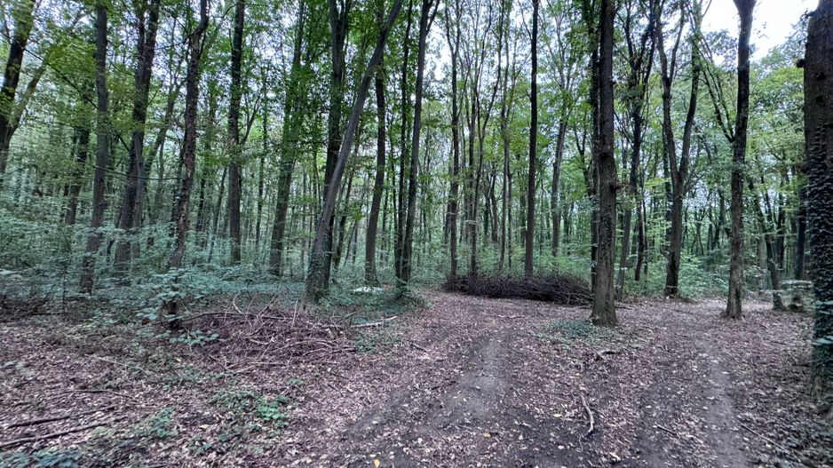 192842 mp teren in Padurea Baneasa proiect exclusivist - Poză 13