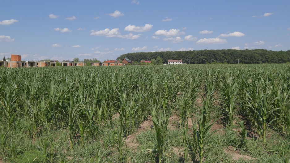 Corbeanca - Sat Petresti - Str. Codrului, 26.650 mp. teren intravilan - Poză 5